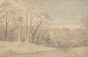 Un paisaje boscoso